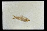Detailed Fossil Fish (Knightia) - Wyoming #165807-1